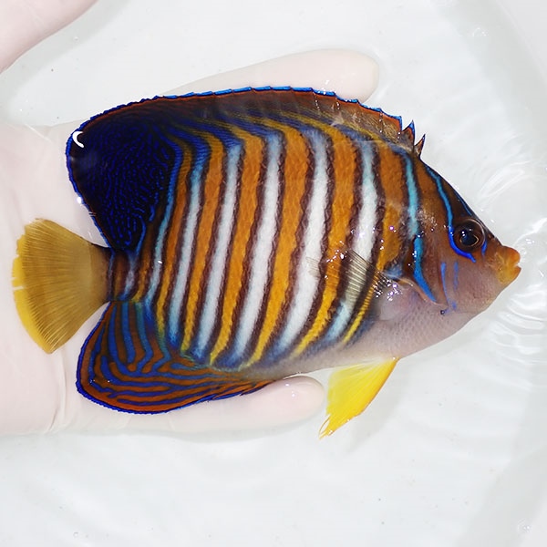【現物19】ニシキヤッコ 5.5cm±!海水魚 ヤッコ15時までのご注文で当日発送(t111(t207