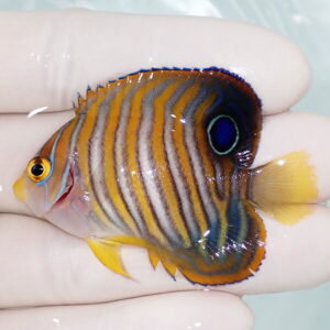 irm-a-3306 - AQUAGIFT 用品ショップ Small tropical fish with bright vertical yellow, orange, and blue stripes and a blue eye-spot near the tail, held by a gloved hand.