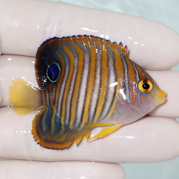 【現物20】ニシキヤッコ 5.5cm±!海水魚 ヤッコ15時までのご注文で当日発送(t111(t207