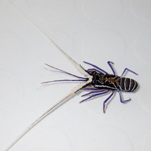 Close-up of a small insect with a striped, blue-gray abdomen and purple legs on a white background.