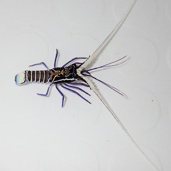 ゴシキエビ 1匹 4-6cm± !15時までのご注文で当日発送(t129