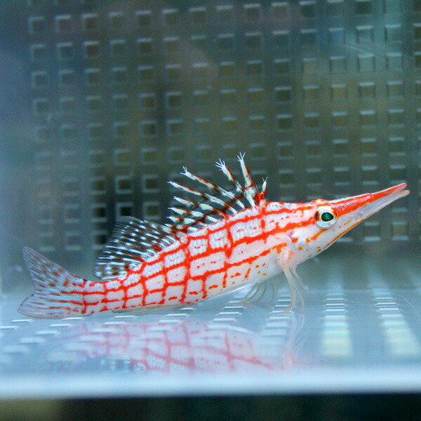 クダゴンベ8-10cm !海水魚 ゴンベ 餌付け15時までのご注文で当日発送(t125