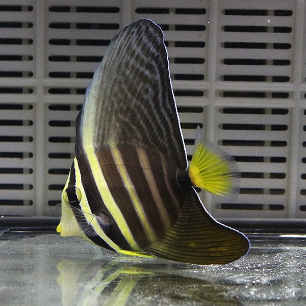 ヒレナガハギ 5-7cm± 海水魚 ハギ! 苔取 (t119