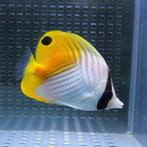 Yellow butterflyfish with a black eye-spot, white body with faint vertical lines, swimming in an aquarium.