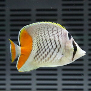 Angelfish with an orange tail and pale body with vertical dark stripes swimming in an aquarium behind a grate-like background.