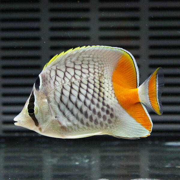 アミメチョウ 5-7cm± !海水魚 チョウチョウウオ 餌付け(t114