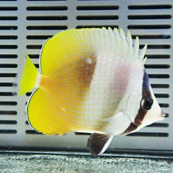 ミゾレチョウ 6-8cm±! 海水魚 チョウチョウウオ 餌付け(t114