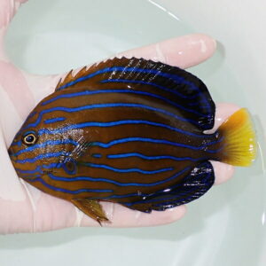 Tropical fish with brown body and bright blue wavy stripes, yellow tail, held in a gloved hand in shallow water.