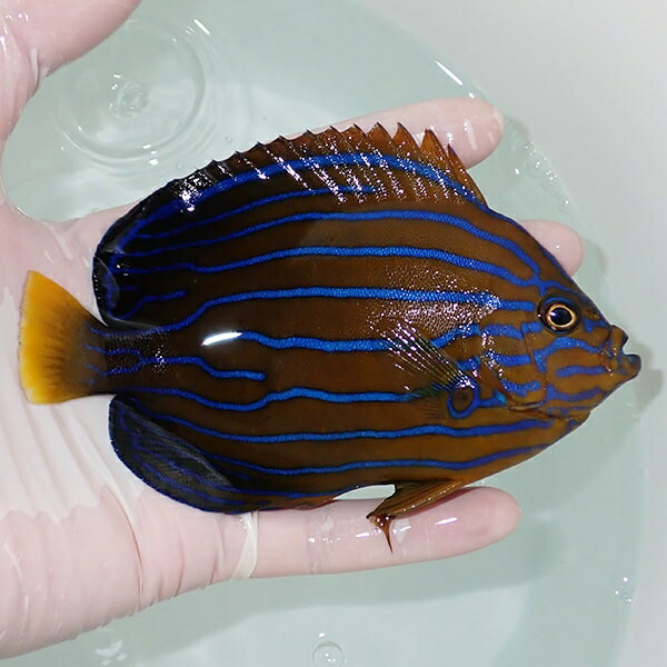 【現物14】キンチャクダイ 14cm±!海水魚 ヤッコ  15時までのご注文で当日発送(t111(t207