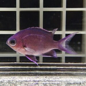 Purple fish swimming in an aquarium with a grid-pattern background.