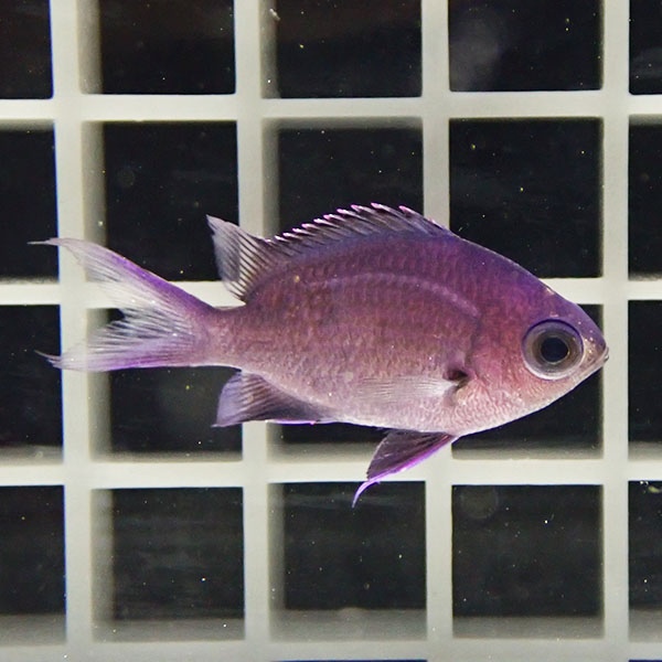 シロボシスズメダイ幼魚 3-4cm±! 海水魚 スズメダイ 15時までのご注文で当日発送(t111(t207