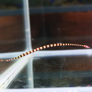 Red-and-white striped pipefish swimming along the glass edge of a transparent aquarium tank.