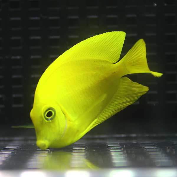 クログチニザダイ（ヘラルドタイプ） 4-6cm±   海水魚 ハギ!15時までのご注文で当日発送(t119