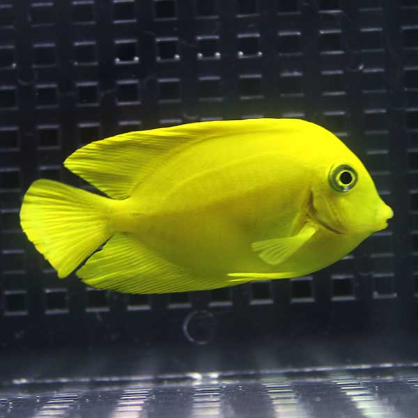 クログチニザダイ（ヘラルドタイプ） 4-6cm±   海水魚 ハギ!15時までのご注文で当日発送(t119