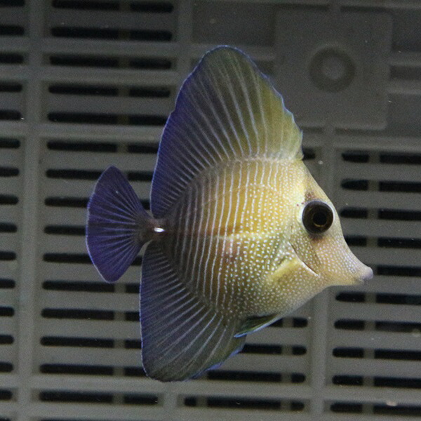 ゴマハギ 4-5cm±!海水魚 ハギ 苔取15時までのご注文で当日発送(t119