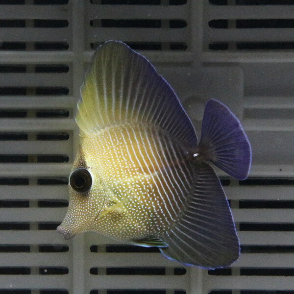ゴマハギ 4-5cm±!海水魚 ハギ 苔取15時までのご注文で当日発送(t119