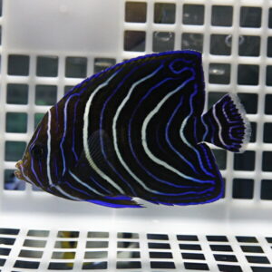 Blue-striped tropical fish swimming in a white grid-bottom aquarium tank