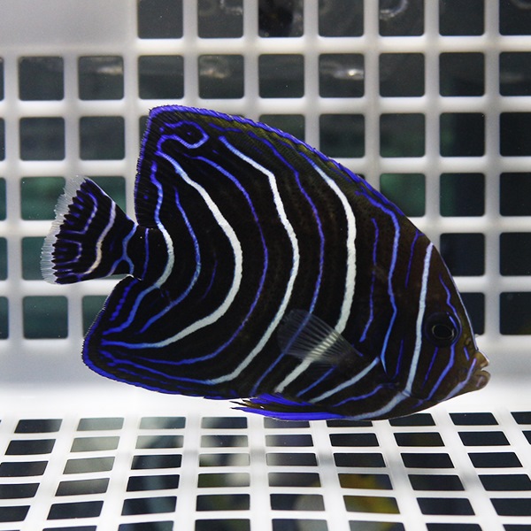 サザナミヤッコ 6-8cm± ! 海水魚 ヤッコ 15時までのご注文で当日発送(t111