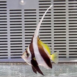 Angelfish with a long dorsal fin filament, black and white bands and yellow-tipped fins swimming in an aquarium.