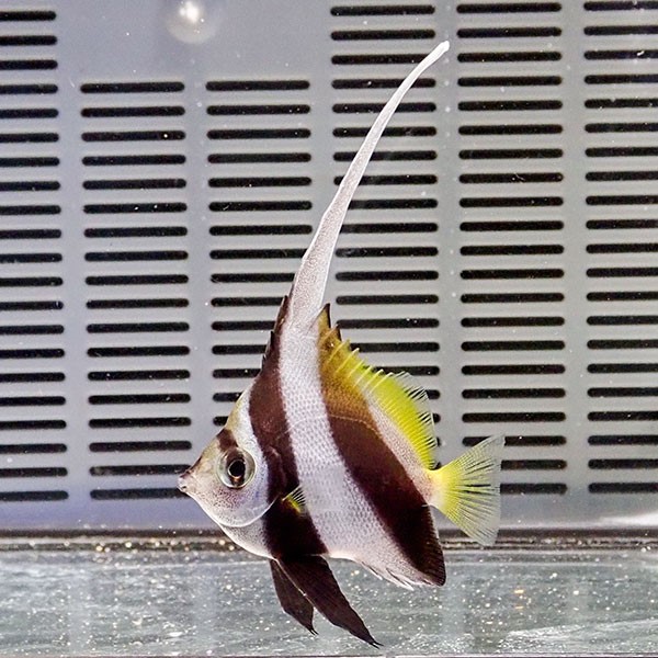 ハタタテダイ 5-7cm±  3匹セット!※多少のヒレ欠けがあります (t114