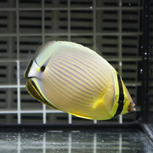 ミスジチョウ 7-9cm±!  海水魚 チョウチョウウオ 【餌付け未】15時までのご注文で当日発送(t114
