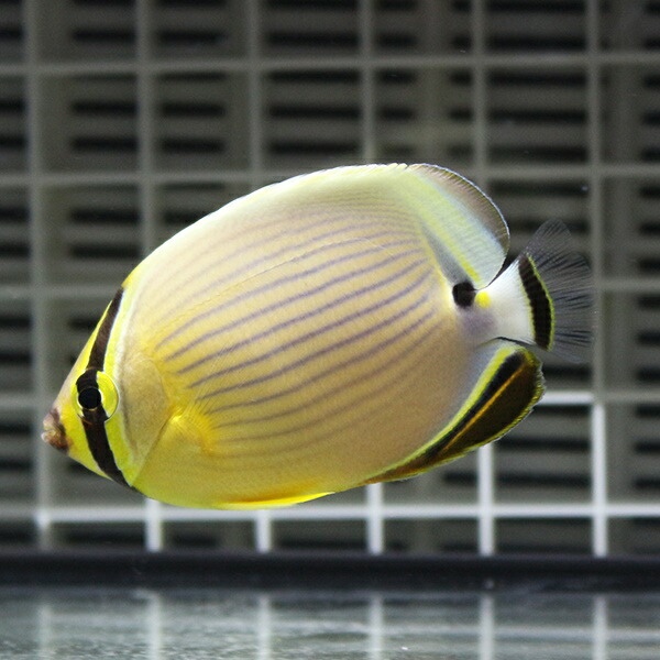 ミスジチョウ 7-9cm±!  海水魚 チョウチョウウオ 【餌付け未】15時までのご注文で当日発送(t114