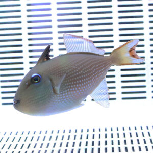 Spotted tropical fish with a rounded body and translucent fins swimming in front of a white grid background (aquarium tank).