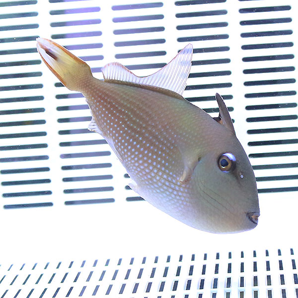 ホシモンガラ メス（1匹） 7-9cm±! 海水魚 モンガラ 餌付け15時までのご注文で当日発送(t119【モンガラ】