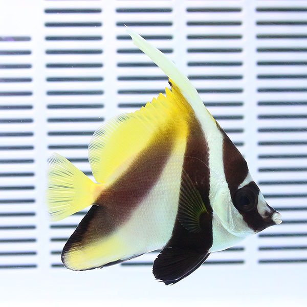オニハタタテダイ 7-9cm±! 海水魚 チョウチョウウオ 餌付け!15時までのご注文で当日発送(t114