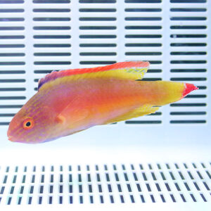 Colorful tropical fish with an orange body and yellow fins swimming in a white aquarium with vented panels behind it.