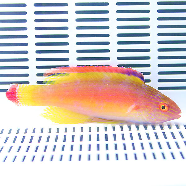 ベニヒレイトヒキベラ オス 8-11cm±! 海水魚 ベラ 餌付け15時までのご注文で当日発送(t122