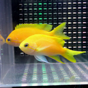 Two bright yellow tropical fish swimming in a clear aquarium with a dark grid-pattern background in the tank area.