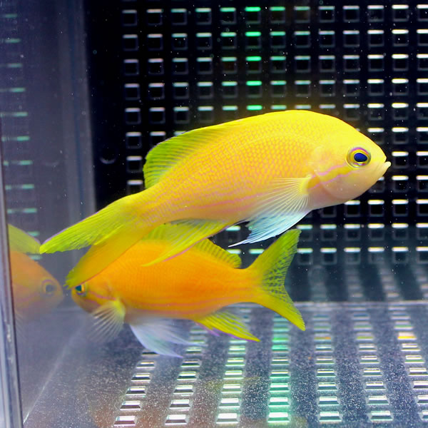 スミレナガハナダイ メス 10-12cm± ! 海水魚 ハナダイ 餌付け済み 15時までのご注文で当日発送(t118