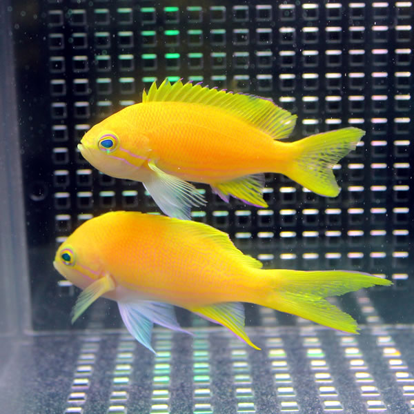 スミレナガハナダイ メス 10-12cm± ! 海水魚 ハナダイ 餌付け済み 15時までのご注文で当日発送(t118