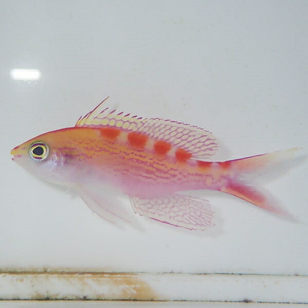 アサヒハナゴイ 3匹セット 5-7cm !海水魚 ハナダイ 餌付け!15時までのご注文で当日発送(t118