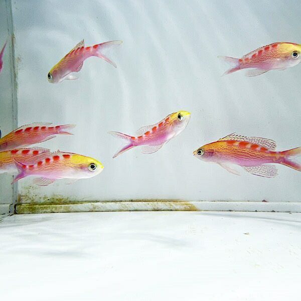 アサヒハナゴイ 5匹セット 5-7cm !海水魚 ハナダイ 餌付け!15時までのご注文で当日発送(t118