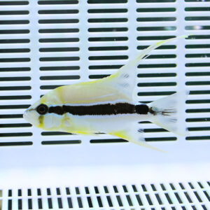 Yellow and white fish with a bold black horizontal stripe swimming near a slotted white tank background (aquarium fish).