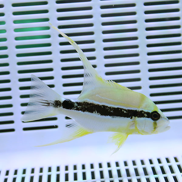 ハイフィンスナッパー 9-11cm± !海水魚 フエダイ 15時までのご注文で当日発送(t111