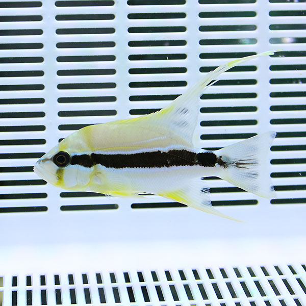 ハイフィンスナッパー 9-11cm± !海水魚 フエダイ 15時までのご注文で当日発送(t111