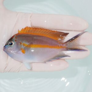 Small tropical fish with orange dorsal fins and purple tail held in a gloved hand over a pale background.