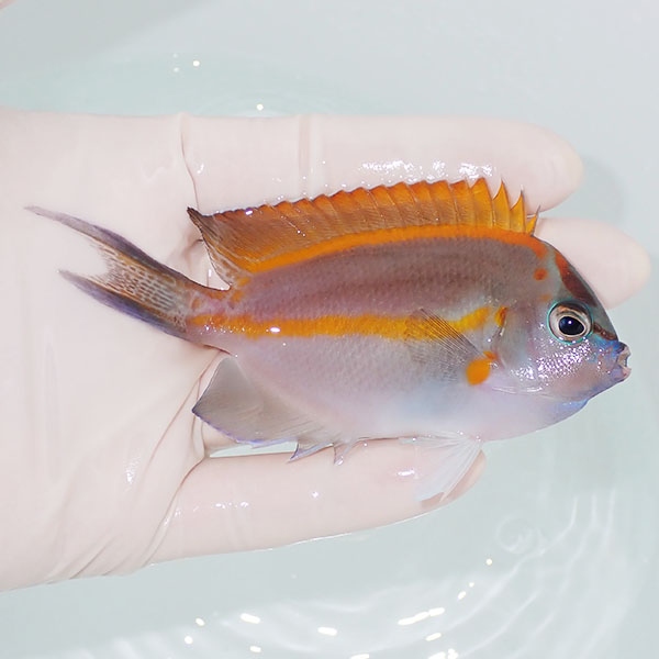 【現物3】ベルスエンゼル ♂ 9.5cm±! 海水魚 ヤッコ 15時までのご注文で当日発送(t111(t207