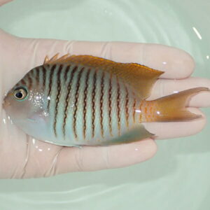 Small striped tropical fish with orange dorsal and tail fins held in a gloved hand over a pale container.