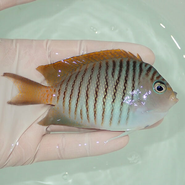 【現物5】 ヤイトヤッコ ♂  10.5cm± ! 海水魚 ヤッコ 15時までのご注文で当日発送(t111(t207