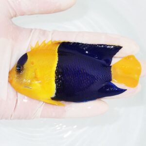 Small tropical fish with a yellow head and tail, blue body, held in a gloved hand over water.