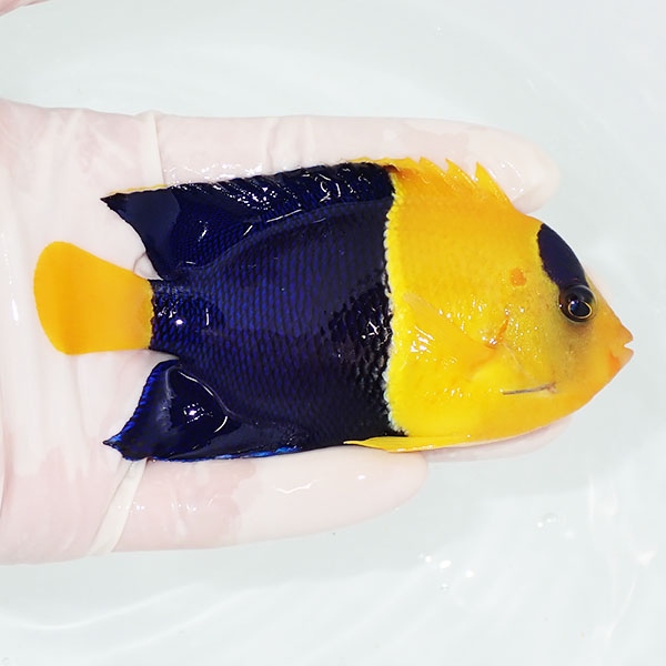 【現物2】ソメワケヤッコ big 11cm±! 海水魚 ヤッコ  15時までのご注文で当日発送(t111(t207