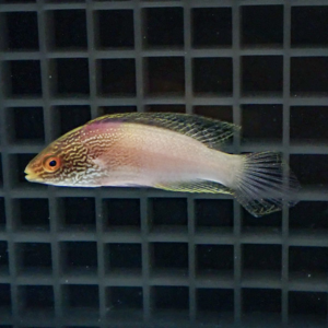 Orange-pink tropical fish with a patterned head swimming against a black grid background in an aquarium zone.
