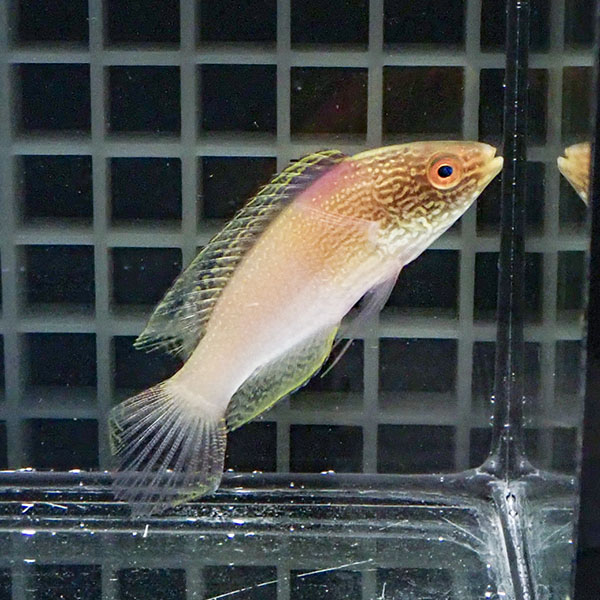 【現物】マーシャル産 ローンボイドフェアリーラス 7.5cm± ! 海水魚 15時までのご注文で当日発送(t122(t207