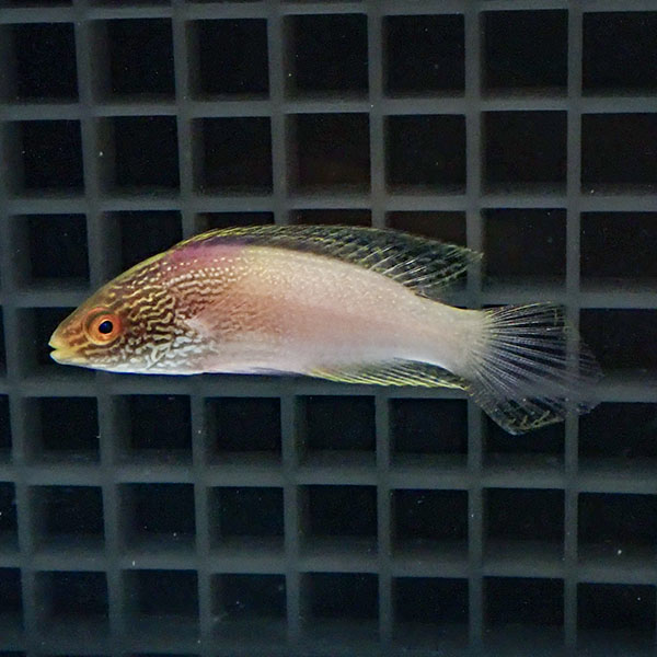 【現物】マーシャル産 ローンボイドフェアリーラス 7.5cm± ! 海水魚 15時までのご注文で当日発送(t122(t207