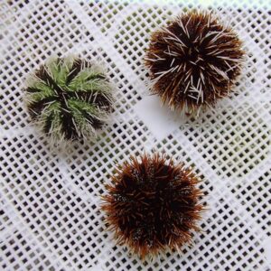 Three spherical sea urchins with long spines in green, brown, and reddish-brown on a white lattice surface.