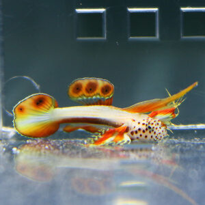 Ornate orange and white dragonet fish with orange dorsal fins and black spotted tail, swimming in a glass tank.